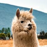 TidyAlpaca