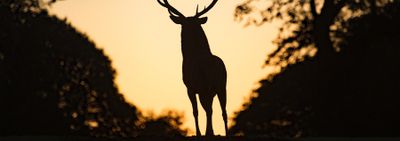 A Buck, in outline against a sunrise